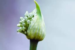 Zašto neki luk ima cvijet, a neki ne?