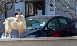 Čim nema ljudi, priroda se budi: Divlje koze sišle sa planine pravo na ulice