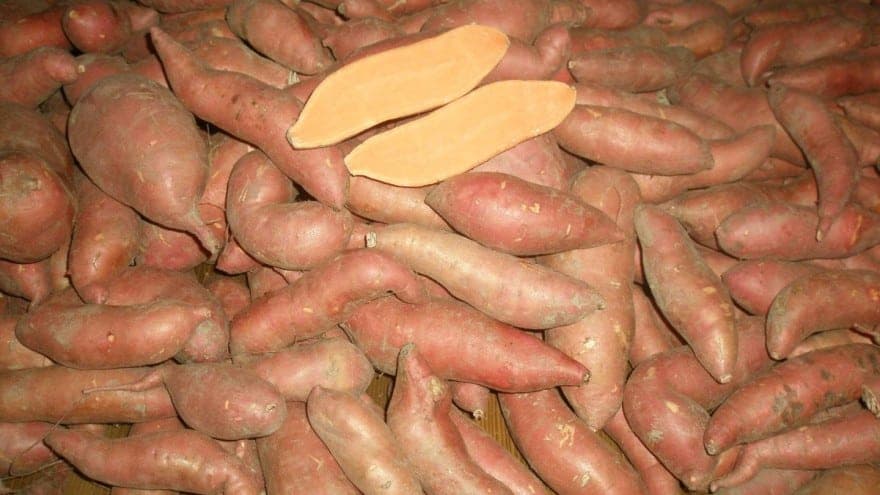 Batat - Uzgoj može da vam donese 10.000 evra zarade po hektaru!