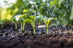 Kako i kada primijeniti đubriva u povrtnjaku?