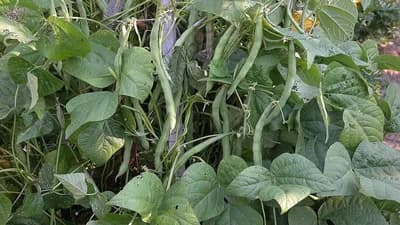 Sjetva mahuna: Evo kada je pravo vrijeme da ih posijete