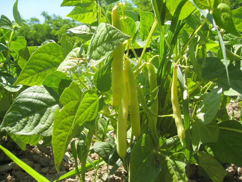 Boranija i njene potrebe za vodom - kada i kako zalivati?