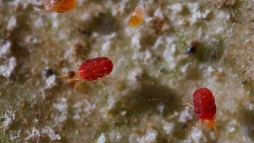 Crveni voćni pauk prijeti cvjetalim voćnjacima