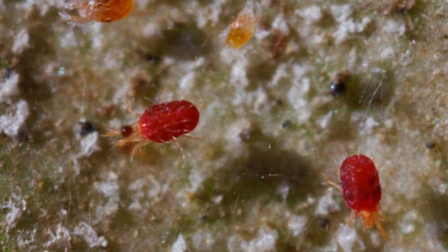 Crveni voćni pauk napada- Ponovite zaštitu voćnjaka