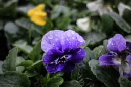 Potpuni sunovrat cvjećarstva u BiH - Plastenici puni, ali niko ne kupuje