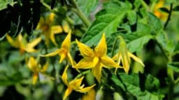 Tri glavna razloga zašto opada cvijet paradajza