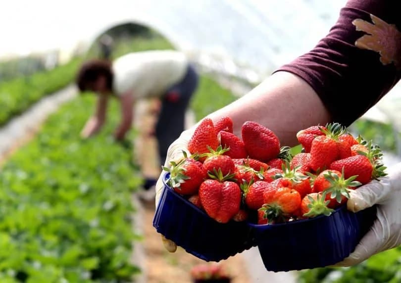 Više od 560 farmera iz sjeverozapadne Bosne proizvodi za evropske zemlje
