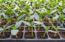 Krastavci iz presadnica daju veći prinos