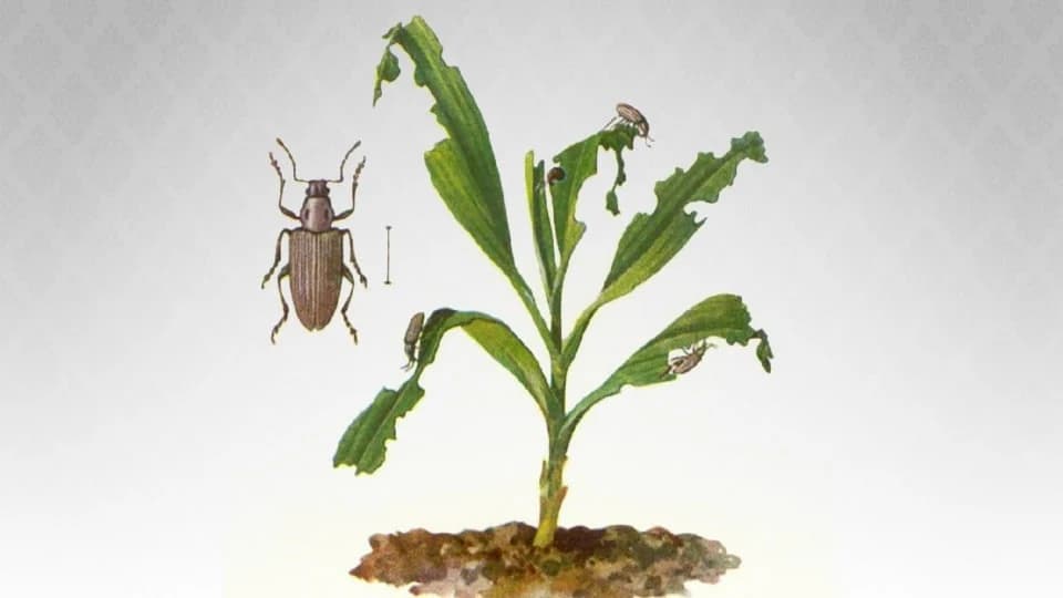 Kukuruzna pipa uočena na području Semberije