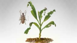 Kukuruzna pipa uočena na području Semberije