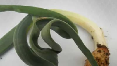 Suzbijanje lukove lisne buve