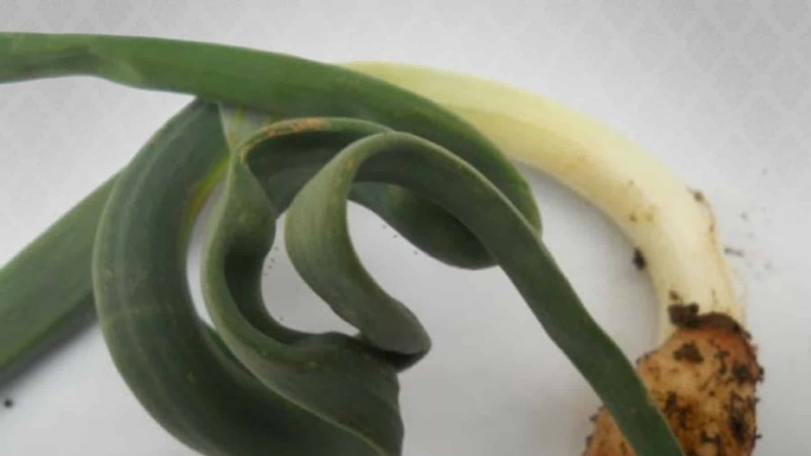 Suzbijanje lukove lisne buve