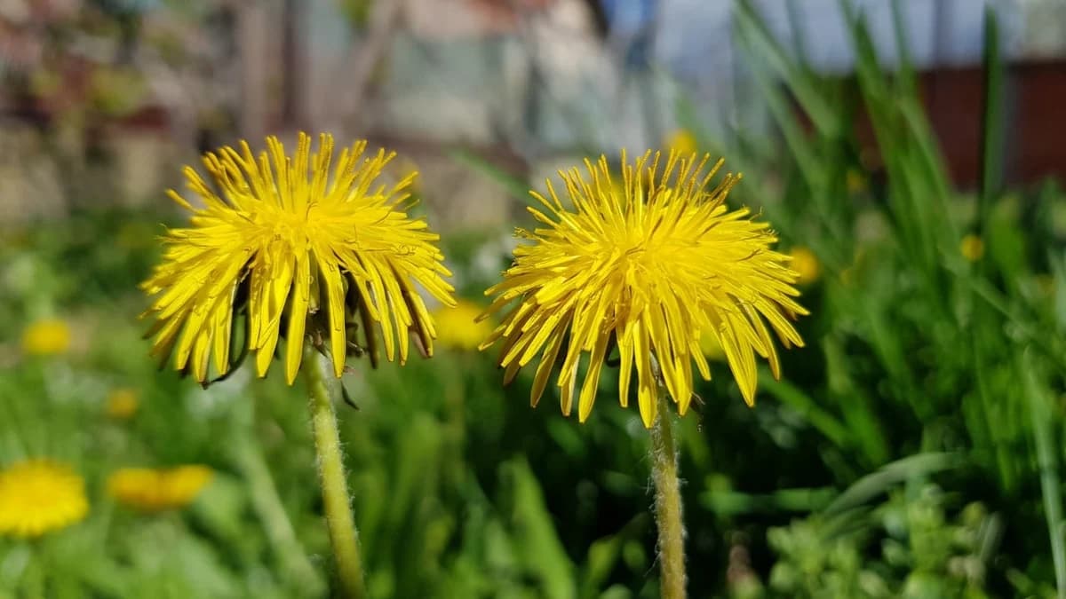 Maslačak (Taraxacum officinale)