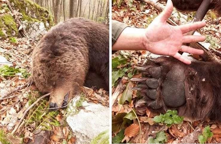 Krivolovci u BiH ubili medvjeda: Ranjen je bježao, ali nije izdržao