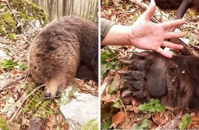Krivolovci u BiH ubili medvjeda: Ranjen je bježao, ali nije izdržao