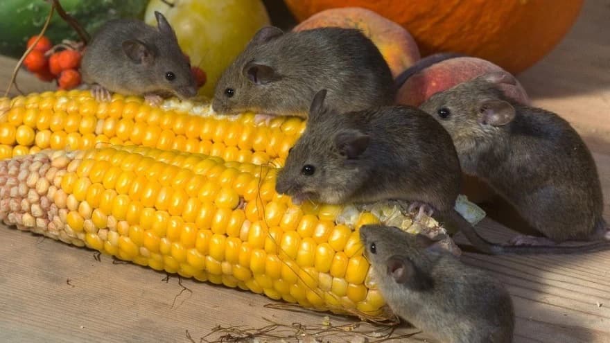 Suzbijanje miševa i pacova u skladištima