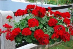 Muškatle imaju svoju simboliku u kući - Evo šta privlači omiljeno cvijeće mnogih dama