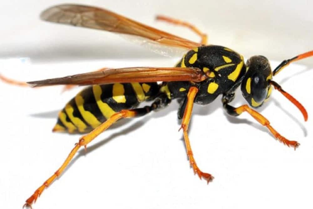 OSE I STJENICE ZAMJENJUJU PESTICIDE