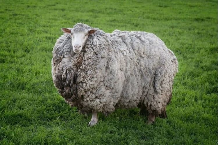 Nakon sedam godina merino ovca Prikls vratila se kući?