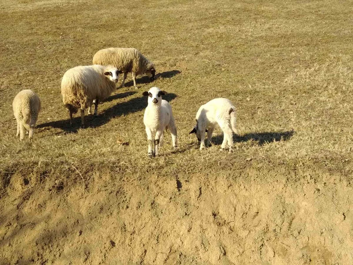 Robot-pastir uskoro na pašnjacima