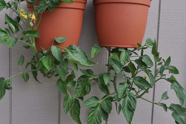 Kako uzgajati paradajz naopako /VIDEO/