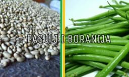 Razlika između pasulja i boranije