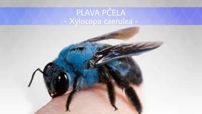 Plava pčela zaista postoji!
