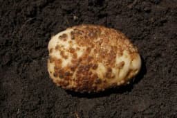 Prašna krastavost krompira - štetnost i suzbijanje