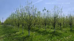 Kako se voće razmnožava reznicama