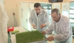 Ovo je čudotvorni lijek od trave: Nebojša iz Čačka izliječio suprugu, pa počeo da proizvodi sok od pšenice