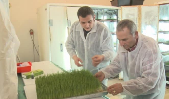 Ovo je čudotvorni lijek od trave: Nebojša iz Čačka izliječio suprugu, pa počeo da proizvodi sok od pšenice