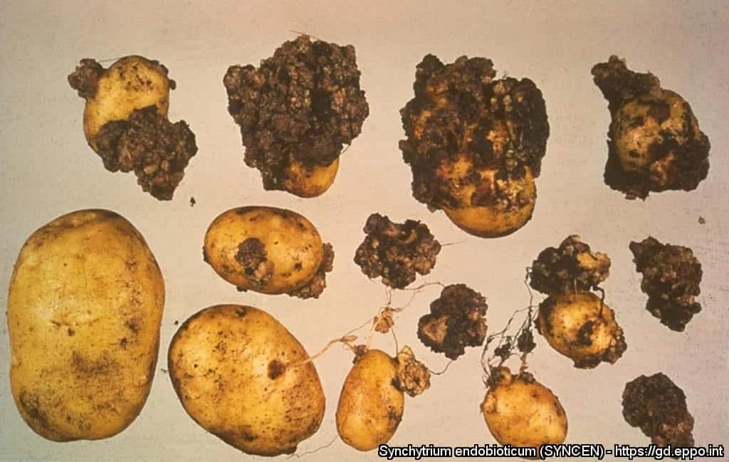 RAK KROMPIRA: Bolest koja može da uništi čitave usjeve