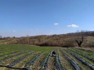 Najneobičnije seosko imanje: Gradska petorka se uspješno bavi poljoprivredom