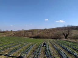 Najneobičnije seosko imanje: Gradska petorka se uspješno bavi poljoprivredom