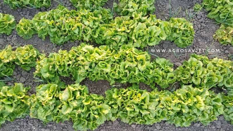 Kako skupiti sjeme salate