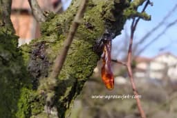 Smola na voćkama je znak da nešto ide naopako