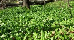 Ova biljka je u Rusiji dobila spomenik, spasila je milione života, a raste i u Srbiji