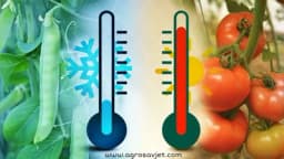 Zahtjevi povrća prema toploti