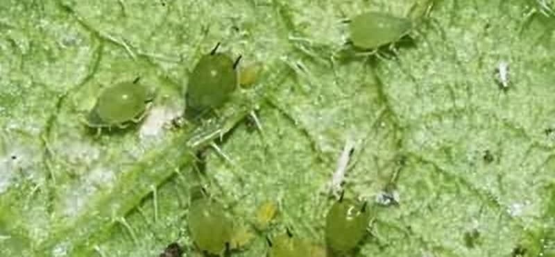 Lisna vaš krastavca