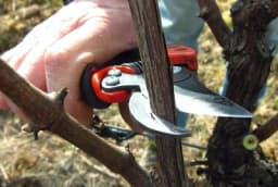 Tipovi rezidbe vinove loze na zrelo