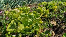 Salata tokom cijele sezone