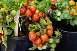 ČERI PARADAJZ: Uzgoj u saksiji na balkonu