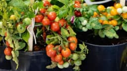 Ljekovita svojstva čeri paradajza - Šta sve mogu ovi mali plodovi