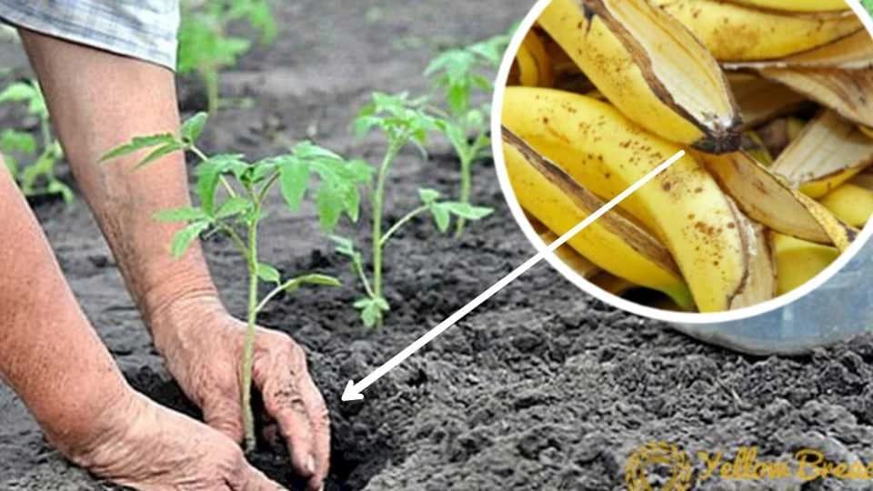 đubrivo od kore banane od kojeg biljke bujaju