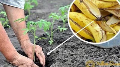Đubrivo od kore banane - za zdravlje vaših biljaka