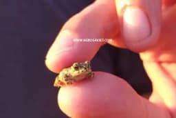 Žabe pomoćnici u bašti!