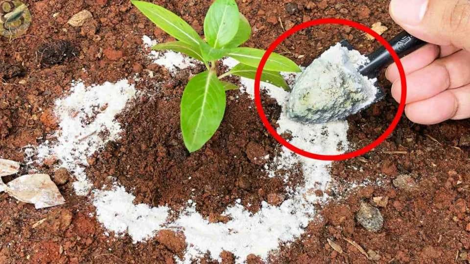 Riješite se štetočina u vašem vrtu pomoću DIJATOMEJSKE ZEMLJE