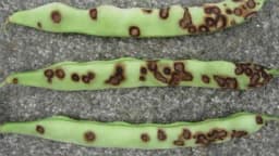 ANTRAKNOZA: Najopasnija bolest pasulja i boranije