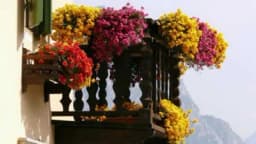 Balkonsko cvijeće – uzgoj i njega