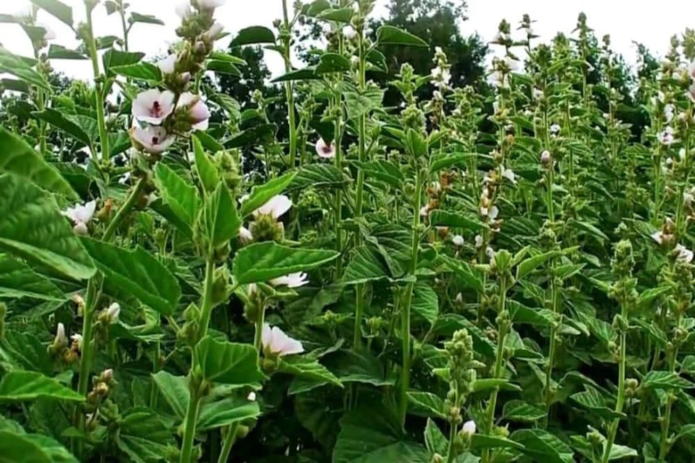 Uzgoj BIJELOG SLJEZA donosi zaradu od nevjerovatnih 6.000 evra godišnje